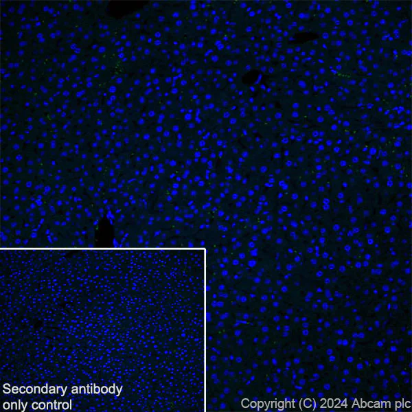Immunohistochemistry (Frozen sections) - Anti-Ppp1r17 antibody [EPR29124-227] (AB317831)