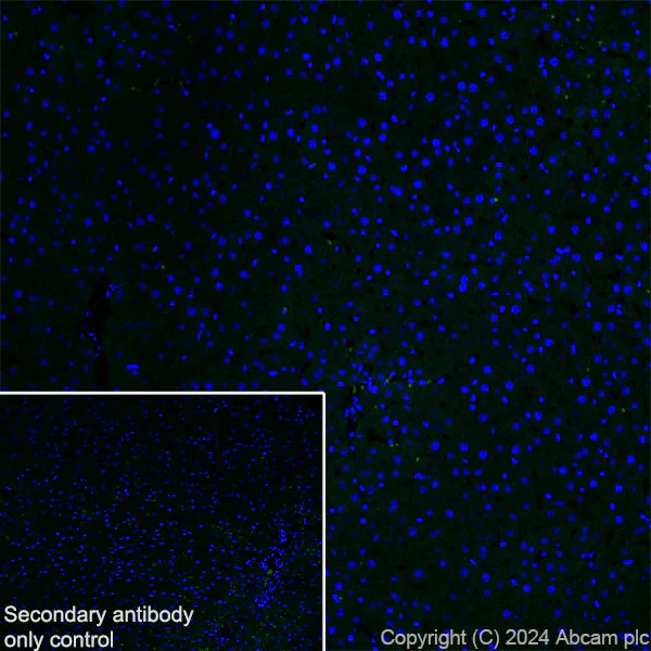 Immunohistochemistry (Frozen sections) - Anti-Ppp1r17 antibody [EPR29124-227] (AB317831)