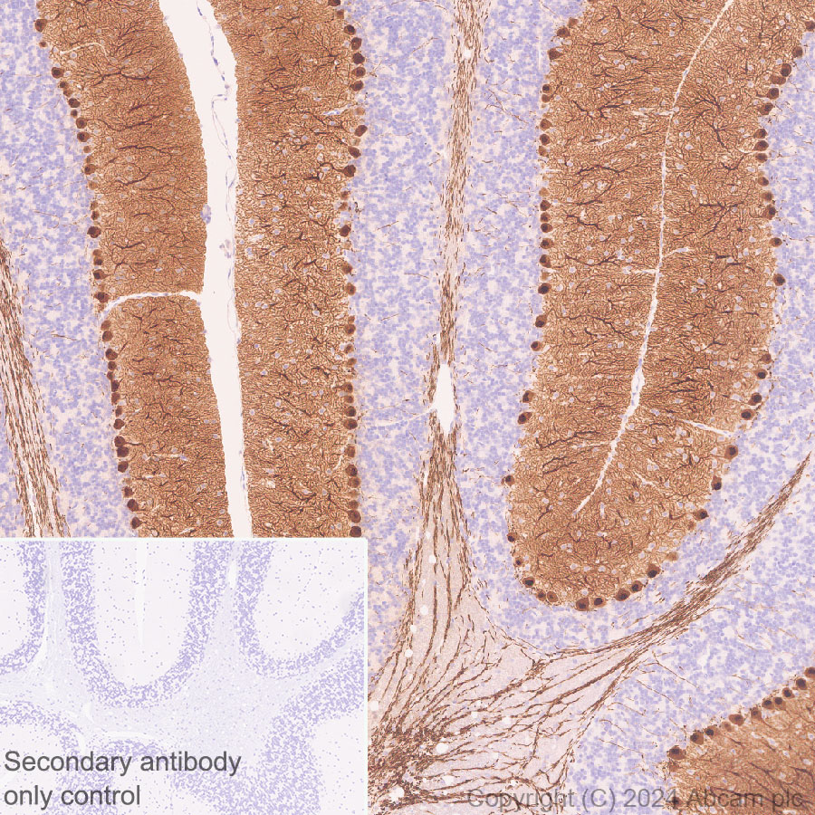 Immunohistochemistry (Formalin/PFA-fixed paraffin-embedded sections) - Anti-Ppp1r17 antibody [EPR29124-227] - BSA and Azide free (ab317832), expandable thumbnail