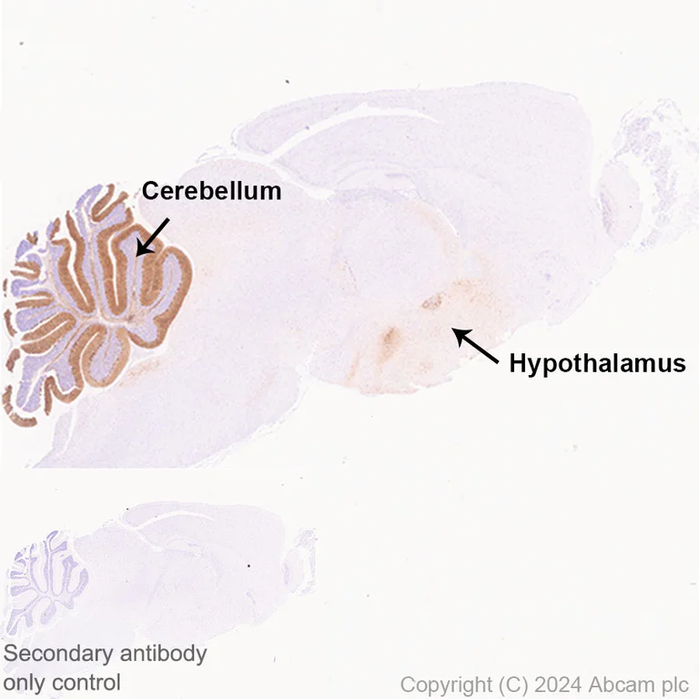 Immunohistochemistry (Formalin/PFA-fixed paraffin-embedded sections) - Anti-Ppp1r17 antibody [EPR29124-227] - BSA and Azide free (AB317832)