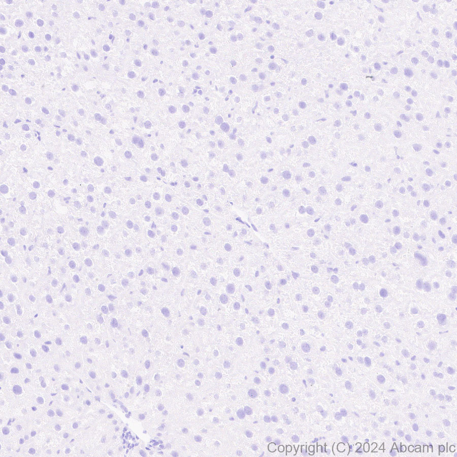Immunohistochemistry (Formalin/PFA-fixed paraffin-embedded sections) - Anti-Ppp1r17 antibody [EPR29124-227] - BSA and Azide free (ab317832), expandable thumbnail