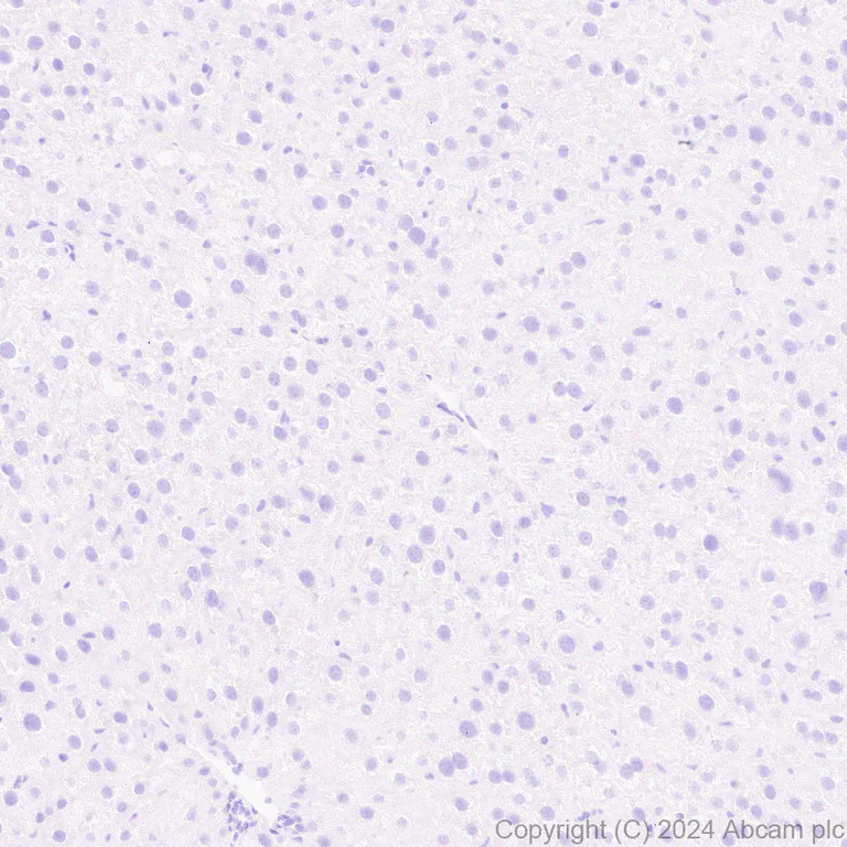 Immunohistochemistry (Formalin/PFA-fixed paraffin-embedded sections) - Anti-Ppp1r17 antibody [EPR29124-227] - BSA and Azide free (AB317832)