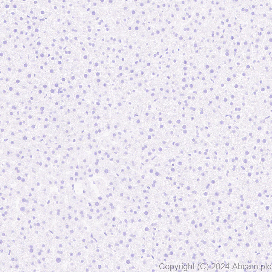 Immunohistochemistry (Formalin/PFA-fixed paraffin-embedded sections) - Anti-Ppp1r17 antibody [EPR29124-227] - BSA and Azide free (ab317832), expandable thumbnail