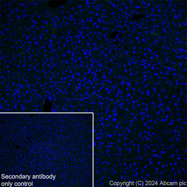 Immunohistochemistry (Frozen sections) - Anti-Ppp1r17 antibody [EPR29124-227] - BSA and Azide free (AB317832), expandable thumbnail
