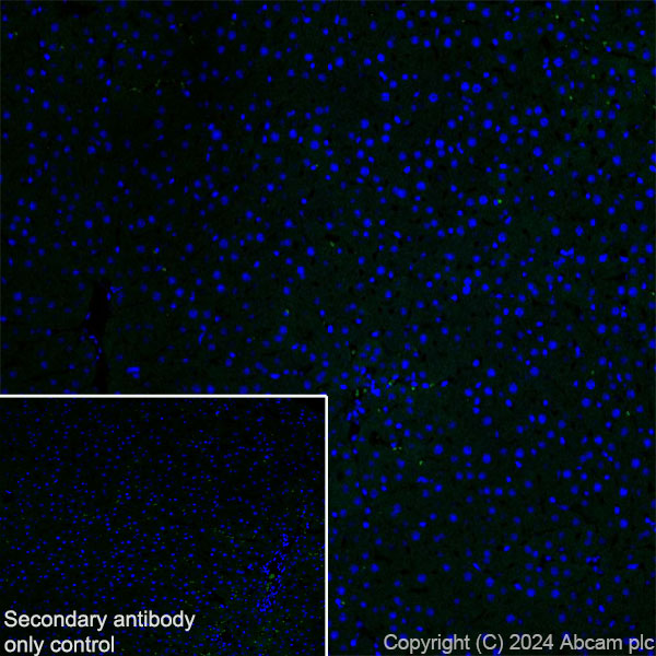 Immunohistochemistry (Frozen sections) - Anti-Ppp1r17 antibody [EPR29124-227] - BSA and Azide free (AB317832), expandable thumbnail