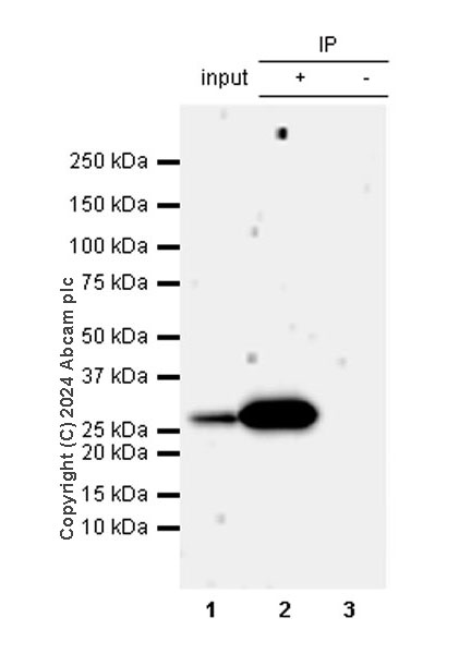 Immunoprecipitation - Anti-Ppp1r17 antibody [EPR29124-227] - BSA and Azide free (AB317832), expandable thumbnail