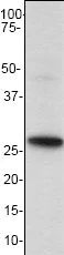 Western blot - Anti-PPP1R1A antibody [EP902Y] - BSA and Azide free (AB247299)