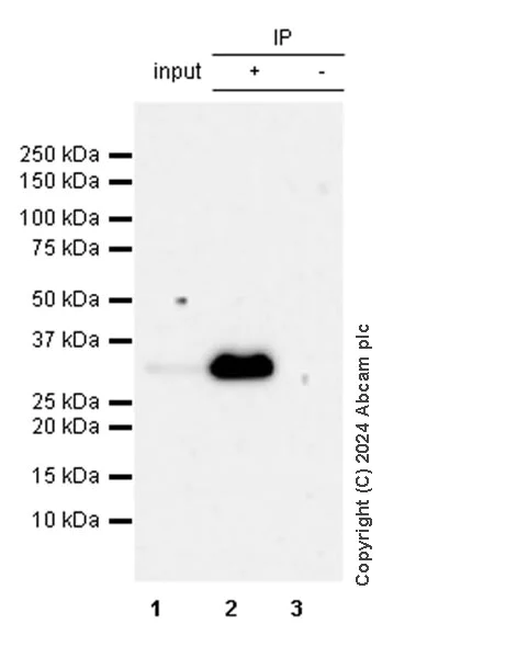 Immunoprecipitation - Anti-PPP1R1A antibody [EPR28192-90] - BSA and Azide free (AB316932)