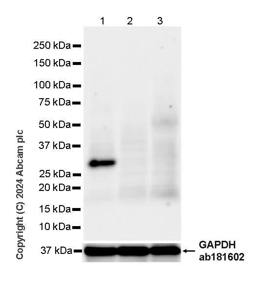 Western blot - Anti-PPP1R1A antibody [EPR28192-90] - BSA and Azide free (AB316932)