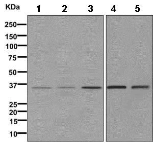 Western blot - Anti-PPP2CB antibody [EPR11786(B)] - BSA and Azide free (AB249465)