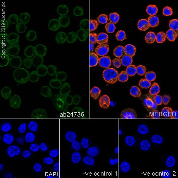 Immunocytochemistry/ Immunofluorescence - Anti-PPP2R1A antibody [6G3] - BSA and Azide free (AB255976)
