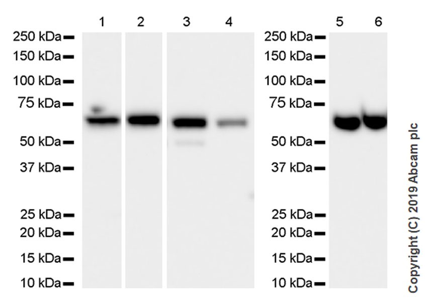 Western blot - Anti-PPP2R1A antibody [6G3] - BSA and Azide free (AB255976), expandable thumbnail