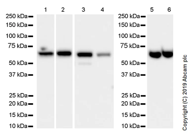 Western blot - Anti-PPP2R1A antibody [6G3] - BSA and Azide free (AB255976)