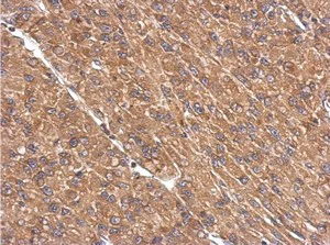 Immunohistochemistry (Formalin/PFA-fixed paraffin-embedded sections) - Anti-PPP2R1A antibody (AB154551)