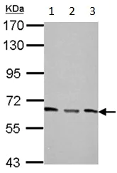 Western blot - Anti-PPP2R1A antibody (AB154551)