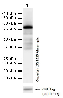 Western blot - Anti-PPP2R2B antibody [EPR10961] - BSA and Azide free (AB249330)