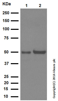 Western blot - Anti-PPP2R2D antibody [EPR13624] - BSA and Azide free (AB250325), expandable thumbnail