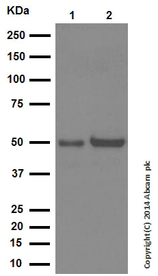 Western blot - Anti-PPP2R2D antibody [EPR13624] - BSA and Azide free (AB250325)