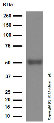 Western blot - Anti-PPP2R2D antibody [EPR13624] - BSA and Azide free (AB250325), expandable thumbnail