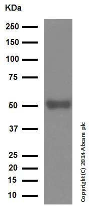 Western blot - Anti-PPP2R2D antibody [EPR13624] - BSA and Azide free (AB250325)