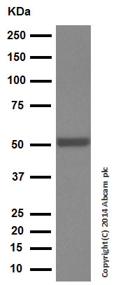 Western blot - Anti-PPP2R2D antibody [EPR13624] - BSA and Azide free (AB250325), expandable thumbnail