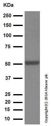 Western blot - Anti-PPP2R2D antibody [EPR13624] - BSA and Azide free (AB250325)
