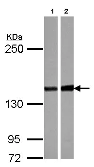 Western blot - Anti-PPP2R3A antibody (AB126195)