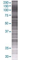 SDS-PAGE - PPP2R5A overexpression 293T lysate (whole cell) (AB94164), expandable thumbnail