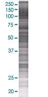 SDS-PAGE - PPP2R5A overexpression 293T lysate (whole cell) (AB94164)
