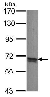 Western blot - Anti-PPP2R5B antibody (AB97295)