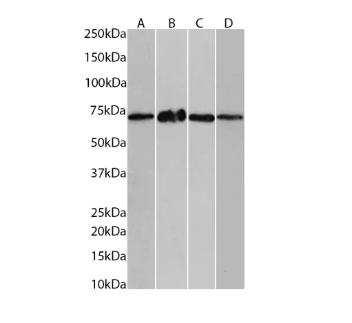 Western blot - Anti-PPP2R5D Antibody [H5D12] (AB316368)