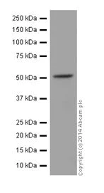 Western blot - Anti-PPP2R5E antibody [EPR17146] (AB198290)