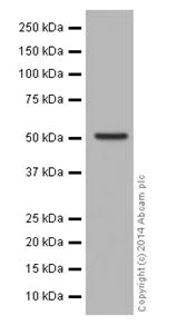 Western blot - Anti-PPP2R5E antibody [EPR17146] (AB198290)