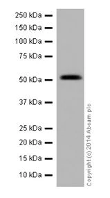 Western blot - Anti-PPP2R5E antibody [EPR17146] (AB198290)