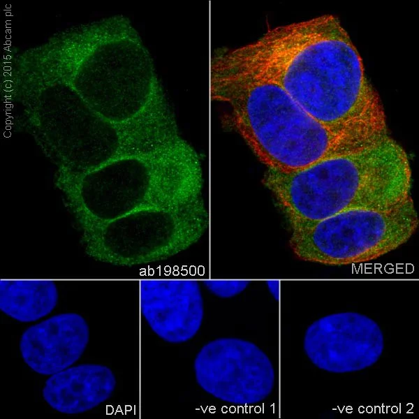 Immunocytochemistry/ Immunofluorescence - Anti-PPP2R5E antibody [EPR17147] - C-terminal (AB198500)
