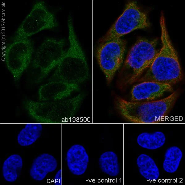 Immunocytochemistry/ Immunofluorescence - Anti-PPP2R5E antibody [EPR17147] - C-terminal (AB198500)