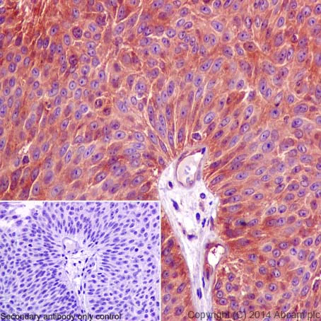 Immunohistochemistry (Formalin/PFA-fixed paraffin-embedded sections) - Anti-PPP2R5E antibody [EPR17147] - C-terminal (AB198500)