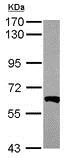 Western blot - Anti-PPP3CB antibody (AB191374)