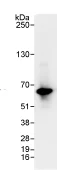 Immunoprecipitation - Anti-PPP4R2 antibody (AB70631)