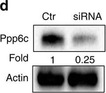 Western blot - Anti-PPP6C/Ppv antibody [EPR8764] (AB131335)