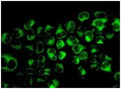 Immunocytochemistry/ Immunofluorescence - Anti-PPP6C/Ppv antibody [EPR8764] - BSA and Azide free (AB248413)