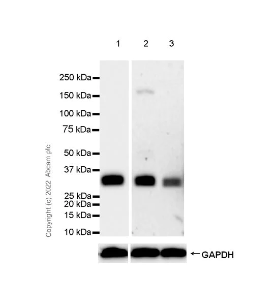 Western blot - Anti-PPT1/PPT antibody [EPR27163-2] (BSA and Azide free) (AB302896)