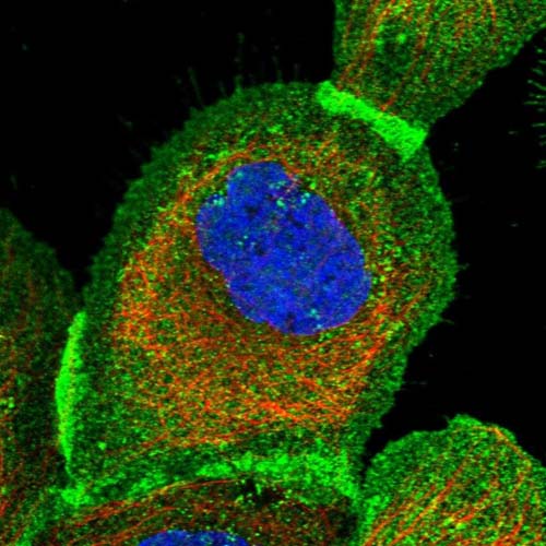Immunocytochemistry/ Immunofluorescence - Anti-PPTC7 antibody (AB122548), expandable thumbnail
