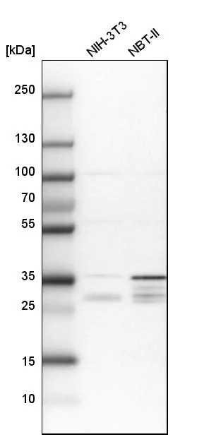 Western blot - Anti-PPTC7 antibody (AB122548)