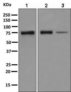 Western blot - Anti-PPWD1 antibody [EPR7439] - BSA and Azide free (AB248938)