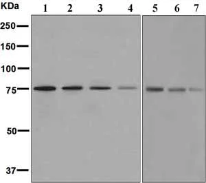Western blot - Anti-PPWD1 antibody [EPR7440] - BSA and Azide free (AB248140)
