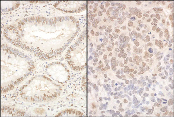 Immunohistochemistry (Formalin/PFA-fixed paraffin-embedded sections) - Anti-PQBP1 antibody (AB100797)