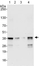 Western blot - Anti-PQBP1 antibody (AB100797)