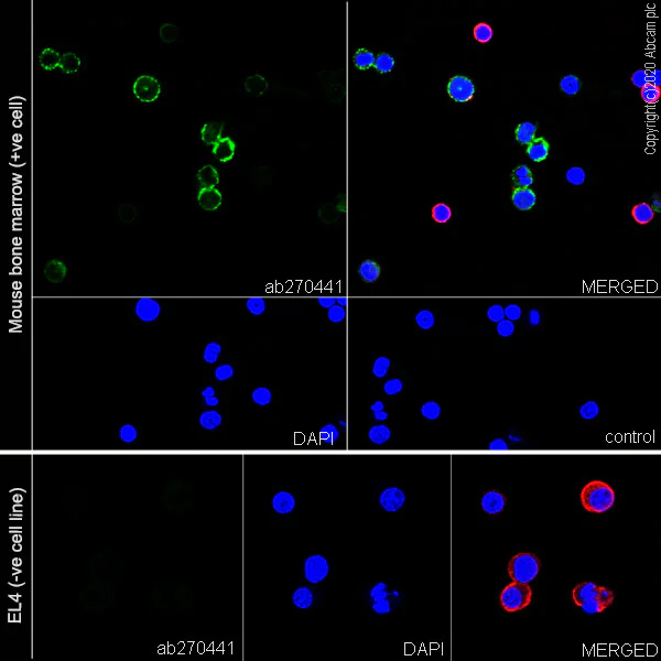 Immunocytochemistry/ Immunofluorescence - Anti-PR3 antibody [EPR23253-35] - BSA and Azide free (AB270610)