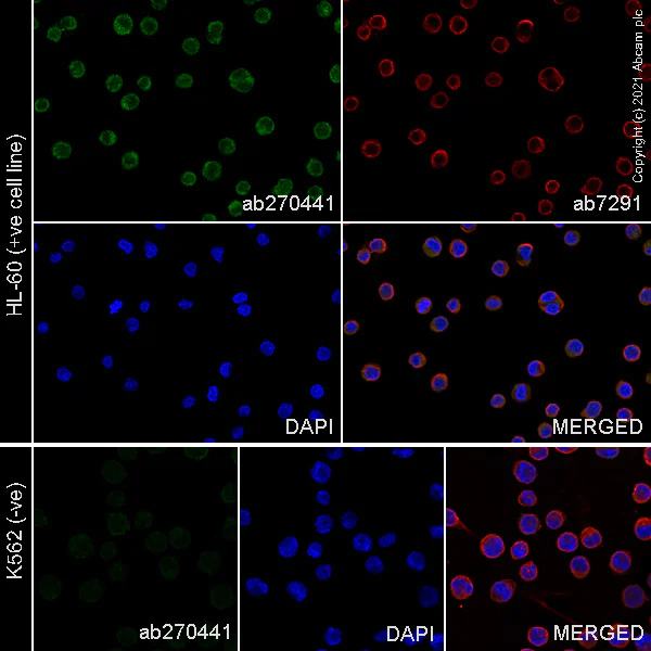 Immunocytochemistry/ Immunofluorescence - Anti-PR3 antibody [EPR23253-35] - BSA and Azide free (AB270610)